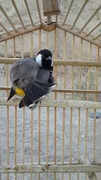 أقدم معلومه مهمه جدا حول نتف الريش \nيعتبر ريش لطائر البل