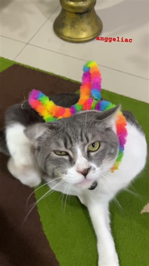 Kucing pakai bendo😽 #cat #cute #kitten #animals #funny