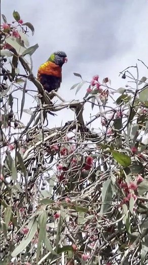 Rainbow lorikeet chirping loudly in gum flowers
