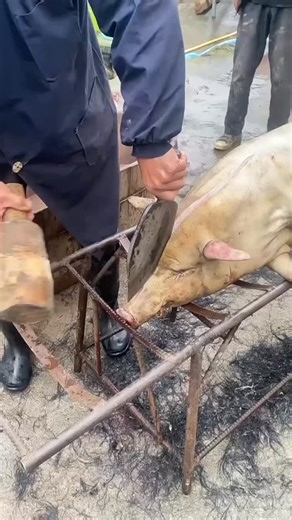 📍[ 100k ] on Instagram: "Cutting pork 😋 🍖 🥓 🥩 🍖 #explorepage #porkmeat #meatporn #china🇨🇳 #cutting #pork #fypシ゚シ゚"