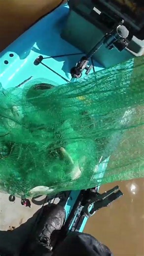 Cast Netting Shad from a Kayak