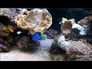 magnifique mélange de trés beaux poissons tropicaux
