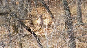 Manitoba conservation officer captures footage of elusive cougar in 2013