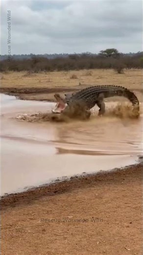 Hyenas Take an Uber on a Hippo... BIG MISTAKE! 🤣🦛 (AI Comedy) #animals #funnyanimals #funny #shorts