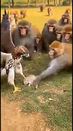 Baby Rabbit Caught by Eagle… What Dog & Monkey Did Next Is Incredible!#shorts