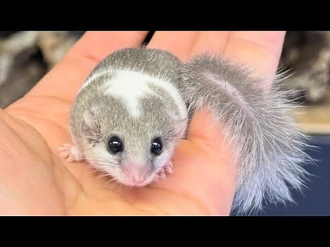 Meet the World's Tiniest Squirrel! (It Fits on a Finger)