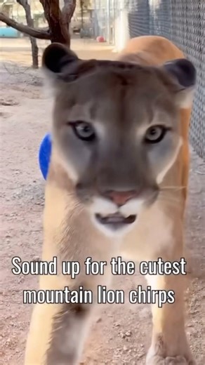 Mountain Lion Making *Chirping* Sound