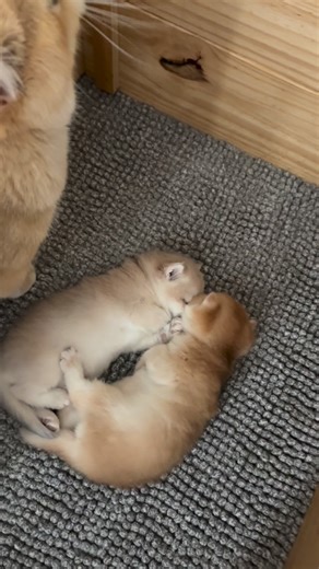 Britishcats Keizercats cattery on Instagram: "Can you guess what these two sleepy kittens are dreaming about? 😴🐾 Comment your guess below♥️ @britishcat_keizercats_cattery #BritishShorthair #BritishShorthairKittens #BshKittens #BshLove #BshClub #BshWorld #BritishShorthairOfInstagram #BshFamily #BritishShorthairCats #BritishShorthairLife #BritishShorthairLovers #BshKittenLove #BshBaby #BshFluffy #BshCute #BritishShorthairObsessed #BshPaws #BshChubbyCheeks #BshCuteness #BshNapTime #BshPurr #BshFu