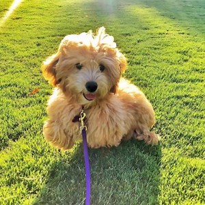 36 reactions | Izzy, the beautiful toy Goldendoodle from CrockettDoodles.com | Chocolate Labradoodles | Facebook