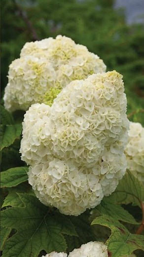 🌿 Gatsby Moon® Oakleaf Hydrangea (Quercifolia)