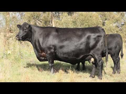 Lot 41 P191 Ben Nevis 2026 Female Sale