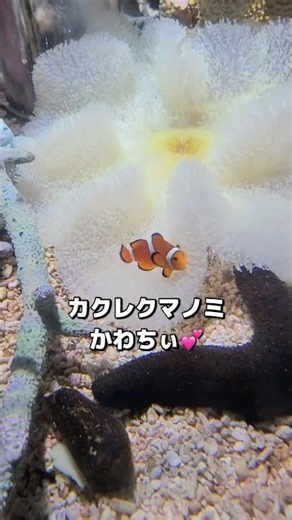 大阪の定番スポット海遊館🐟数年ぶりだとアップデートしててめちゃくちゃ楽しかった✌️#コテマルチャンネル #水族館 #大阪 #osaka