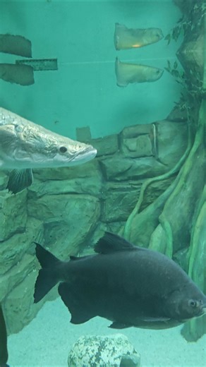 Aqua Park Ahmedabad | Science City Ahmedabad #vlog #travel #gujarat #shorts #yt #viral #trending