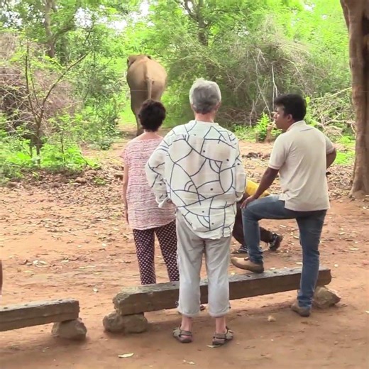 Wildlife Officer Drives Away Wild Elephant Near Electric Fence #elephant