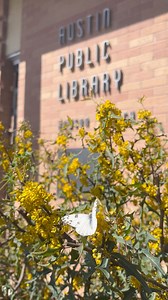 105 reactions | Spring is officially springing! We spotted a checkered white butterfly on agarita blooms in one of our Grow Green demonstration gardens. Find native & adapted plants well-suited for Central Texas gardens at www.austintexas.gov/department/grow-green/plant-guide! If you prefer a paper copy, find locations at https://tinyurl.com/GrowGreenBooklets. | Austin Watershed Protection | Facebook