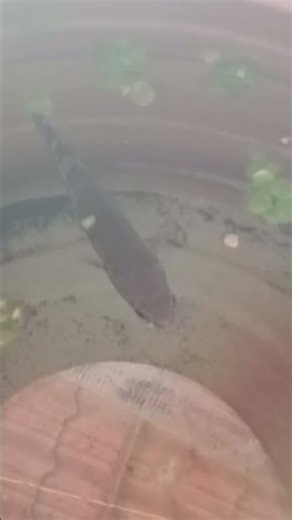 winking fish snakehead