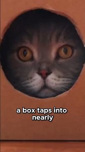 Why Cats Can’t Resist Boxes #Cats #CatFacts #Shorts Survival Instincts Explained! 🐱
