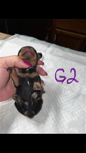 Ok! Im posting these 2 dachshund puppies, im buying one! Help me, which one...they are both so so cute! Comment below G2 small girl, or G3 bigger girl with more white?❤️❤️#dachshund #doxiepuppy #puppylove #dachshundpuppy #help