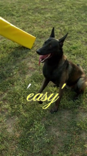 Dog Egg Challenge Test