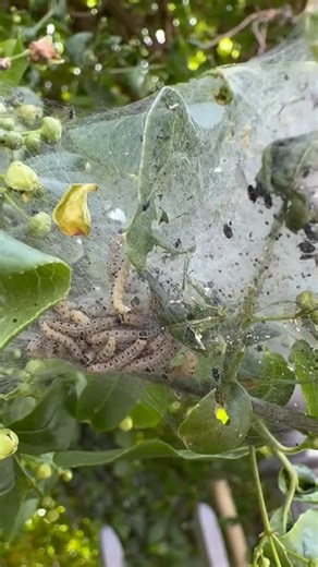 Bliver dine træer eller dine buske viklet ind i kæmpe edderkoppelignende spind, kan det skyldes spindemøllelarver, som æder alle bladene. Spindemøl er en gruppe småsommerfugle, der har udviklet en speciel teknik. Larverne laver fællesspind, som beskytter dem mod at blive spist af fugle, mens de selv æder bladene på træerne. Hvis du vil af med spindemøllene, kan du sørge for gode vilkår for fuglene i haven ved fx at bygge stærekasser, så fuglene har et sted at slå sig ned. Riv spindet i stykker, 
