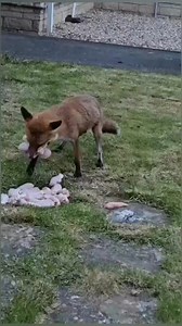 1.2M views · 16K reactions | This clever fox needs a big bag  | Creature Trending | Facebook