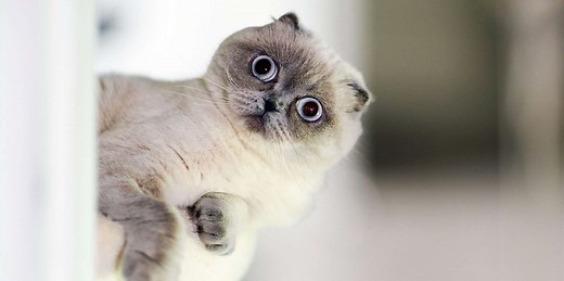 150  Funny Cat Names Perfect for a Pet with Personality