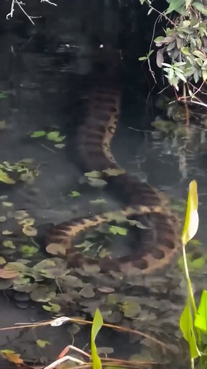 390K views · 1K reactions | What a beauty  Unlike most other...