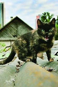 Shanghai Banzai - Movie