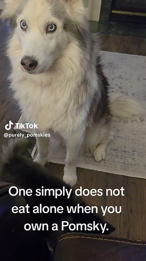 Understanding Pomsky Growth and Care