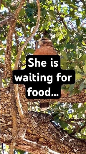 Red shoulder Hawk, female.