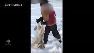 WARNING GRAPHIC VIDEO: Coyote beating in northern Alberta