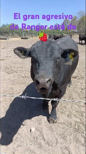Miren al gran agresivo Ranger es un consentido 🍓