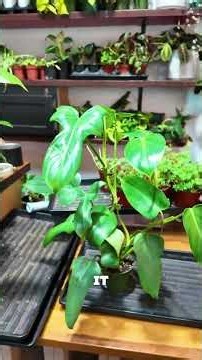 box of plants that grow large & bushy! 📦🪴🌱✨ #plantmom #houseplants #mysterybox #plantshop