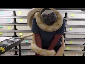 19ft Python Snake Chokes Man Around The Neck! | BRIAN BARCZYK