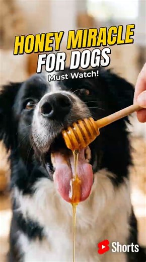 Raw Honey for Dogs – Nature’s Best Medicine 🐶🍯
