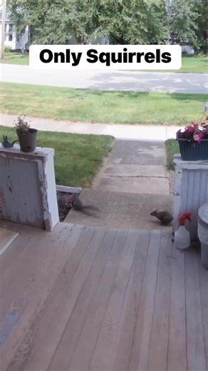 Doorbell camera of squirrels procreating on my front stoop #Illinois #plano #squirrel #robbase | Rick Jacobsen