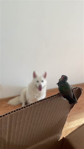 Rescatamos un colibrí y esto sucedió ☺️✨❤️