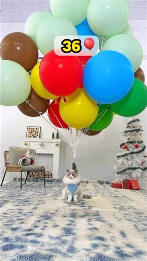 How many balloons make a kitty fly? 🎈🐱#cat #balloon #challenge #funnycats #thatlittlepuff