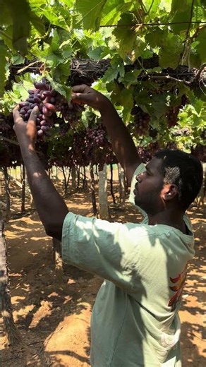 Harvesting the Essence of Joy