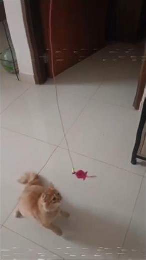 play time #cat #catlove #shortvideo #viral #youtubeshorts