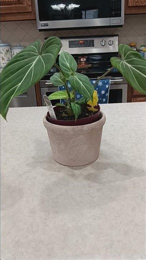 How to care for Gloriosum Philodendron Rare houseplant growth guide #plant #gardening #plants