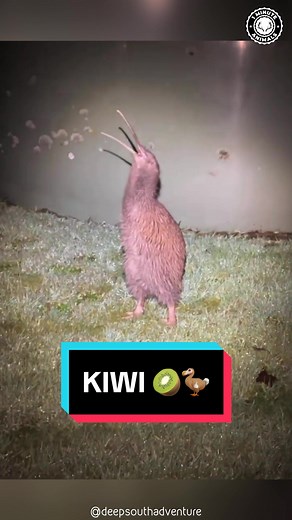 Kiwi: The Furry Bird with Whiskers | Discover the Amazing World of Kiwis