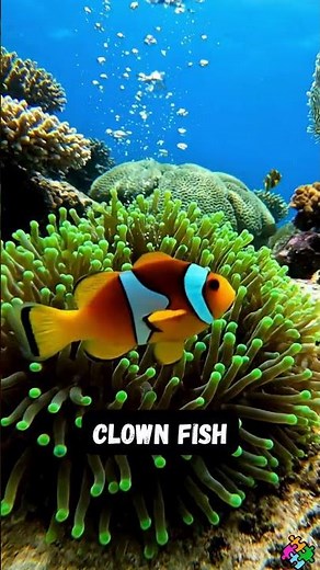 The Colorful Life of a Clownfish