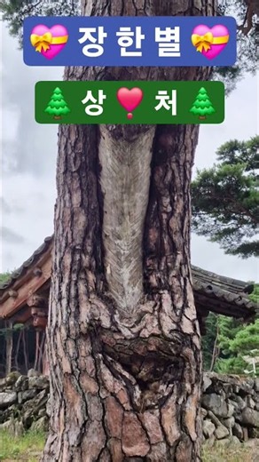 #일제시대송진채취상처#장한별#상처#전설의사내1회#아픈소나무#비슬산유가사 #trot