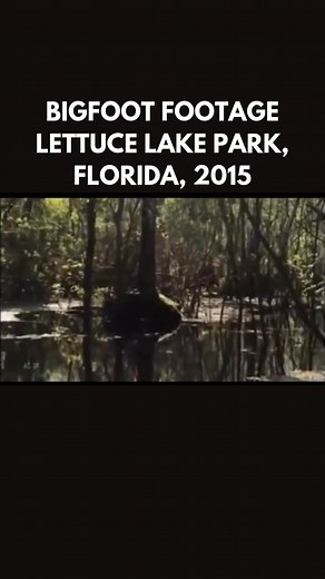 65K views · 1.1K reactions | Bigfoot footage, Lettuce Lake Park, Florida, 2015 #publishtoall | Bigfoot Society | Facebook