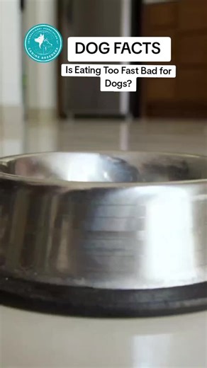 Dog facts -Is Eating Too Fast Bad for Dogs? Eating too fast can cause digestion issues, gas, and discomfort in dogs. Slowing mealtime helps improve overall health. #DogHealth #DogNutrition #IACB