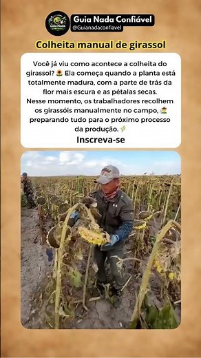 Colheita Manual de Girassol.🌻