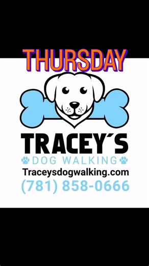 Tracey Tello on Instagram: "Our group walks @traceysdogwalking are full of adventure & fun 🤩 Most important is our friendships @traceysdogwalking #friendships #puppylove #mentors"