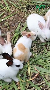 Why do rabbits thump the ground when they sense danger? #RabbitFacts #BunnyBehavior #AnimalSignals #WildlifeSecrets #NatureExplained #MindBlowingNature #DidYouKnow #ViralFacts #AnimalKingdom | WildByte