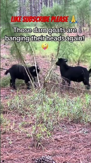 Head banging goats funny #goats #funny #headbangers